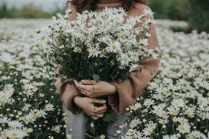 Cúc họa mi nở tháng mấy, ý nghĩa hoa cúc họa mi